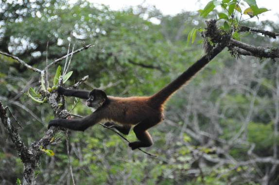 A macaca Chita demonstra suas habilidades na fazenda dos Poços Termais, na região de Boquete, no Panamá